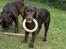Labrador retriever Simba - Simba i haven med sin mor...