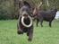 Labrador retriever Simba - I fuld fart:D