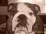 Engelsk bulldog Arne