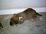 Blanding af racer Balou