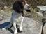 Engelsk springer spaniel Jack