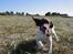 Engelsk springer spaniel Jack