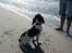 Engelsk springer spaniel Jack