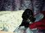Cocker spaniel Bonnie (død 4 maj 2008)  - Bonnie vil gerne puttes....