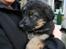 Schæferhund Odin R.I.P. - se er jeg ikke sød