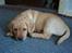 Labrador retriever Sparta
