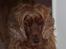 Cocker spaniel Bella - Jeg har lige fået sat min frits