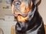 Rottweiler Victor - Ligner jeg måske en der er ligeglad??? ;-)