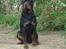 Rottweiler Victor