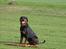 Rottweiler Victor - SMIL :-))