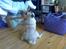 Mops Albert