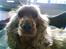 Cocker spaniel Bella - De kalder mig kong strit