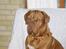 Dogue de bordeaux Betty (sveske) R.I.P.  - Søde Betty