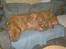 Dogue de bordeaux Betty (sveske) R.I.P.  - hyggestund med Møffedreng