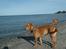 Dogue de bordeaux Betty (sveske) R.I.P.  - hyggetur til stillinge strand
