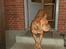 Dogue de bordeaux Betty (sveske) R.I.P.  - Møffe, kom det er mørkt