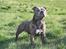 Staffordshire bull terrier Lucifer - Lucifer 1 1/2 år gammel