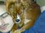 Cavalier king charles spaniel Samson