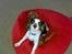 Cavalier king charles spaniel Bølle