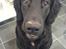 Flat coated retriever Charlie - Elsker ham bare seriøst :D