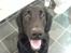 Flat coated retriever Charlie - Se ham lige :P :D <33