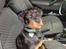 Rottweiler Victor - Skal vi snart afsted, jeg er klar...
