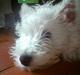 West highland white terrier Figo