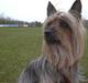 Australian silky terrier Silkyway's Sille Silk