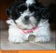 Shih tzu Chanel