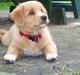 Nova scotia duck tolling retriever Mangus