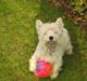 West highland white terrier molly
