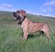 Grand danois Basse*1. hunde - R.I.P.*