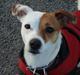 Jack russell terrier Thess