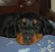 Gordon setter Wøkk´s A.Lajka