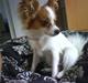 Papillon Chanel