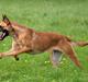 Malinois Fraja van Tessinij*R.I.P.