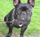 Fransk bulldog Emma