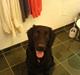 Flat coated retriever Charlie