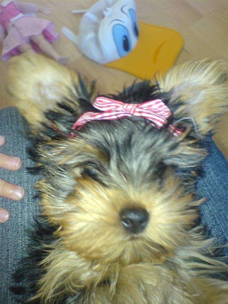 Yorkshire terrier Brutalis - Jeg har fået sløjfe i håret billede 14