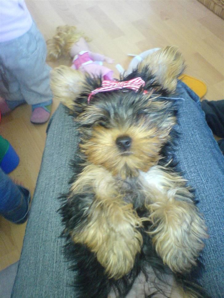 Yorkshire terrier Brutalis - Jeg elsker at slappe lidt af på ryggen på mors ben billede 15
