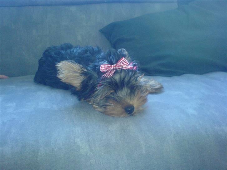 Yorkshire terrier Brutalis - Må hellere slappe lidt af inden jeg skal lave lidt ballade  billede 16
