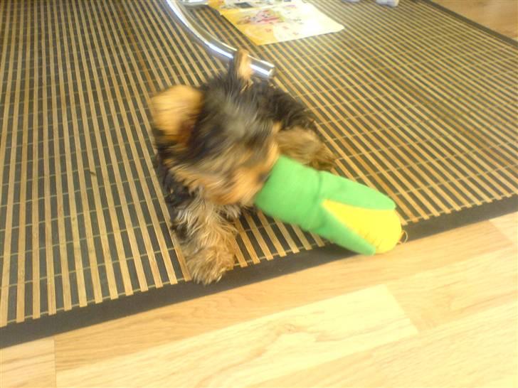 Yorkshire terrier Brutalis - Det er godt det er en tøj majs billede 17