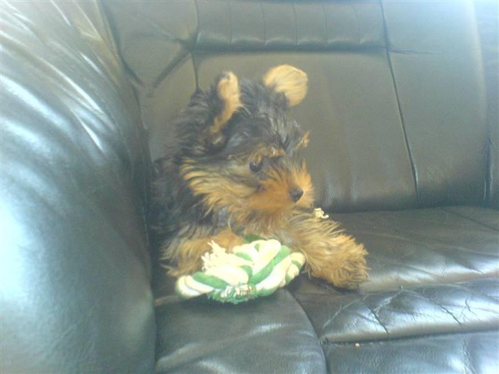 Yorkshire terrier Brutalis - Prøv at se om du tør ta den.... billede 18