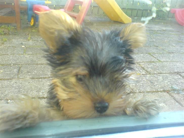 Yorkshire terrier Brutalis - Jeg fryser jeg vil ind billede 19