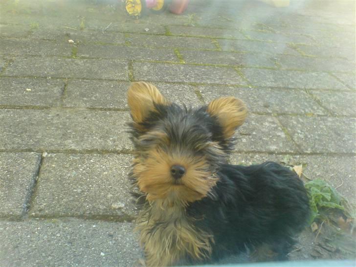 Yorkshire terrier Brutalis - Skal vi lege?????? billede 20