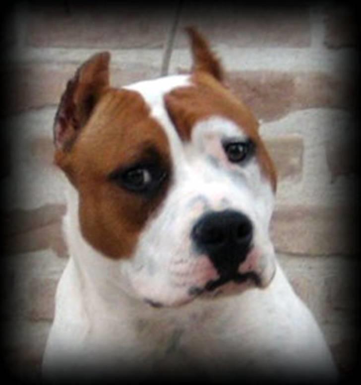Amerikansk staffordshire terrier ¤GIULY¤ billede 18