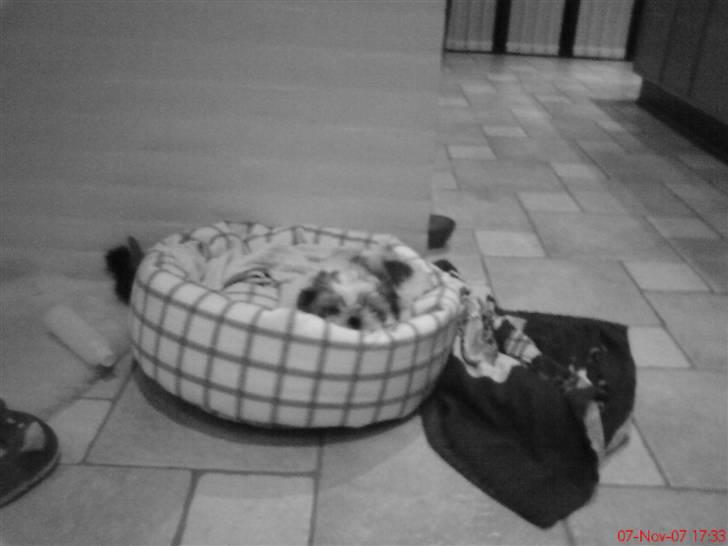 Shih tzu Kiwi - ELSKER DIG billede 12