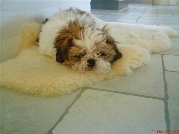 Shih tzu Kiwi - Miin Dejliqe Kiwi<3 billede 13