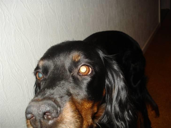 Gordon setter Dina - Dina pigen :-) billede 6