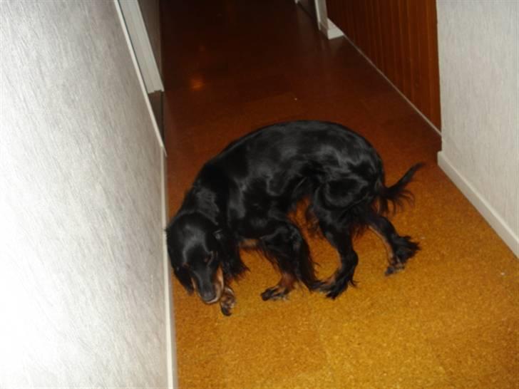 Gordon setter Dina - Dina pigen :-) billede 7